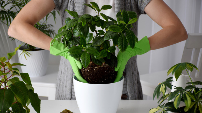 A person placing a gardenia plant in a pot
