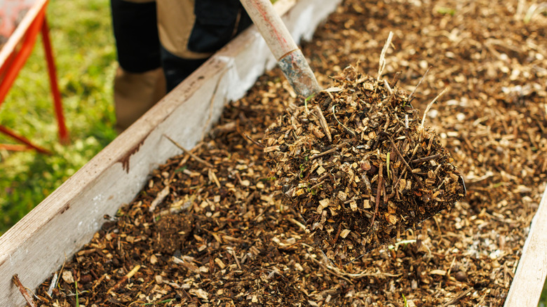 adding mulch to raised garden bed