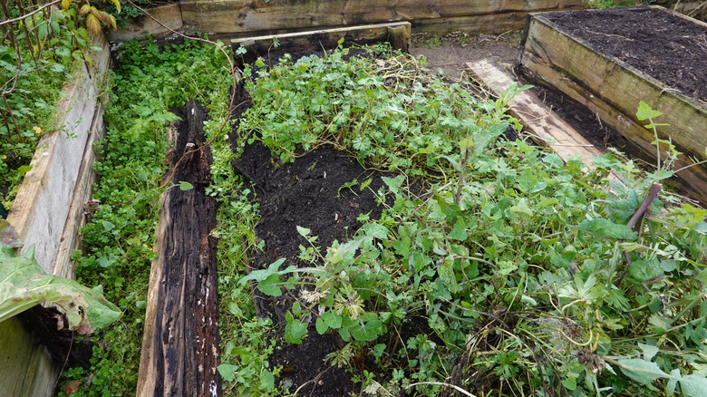 rotten wood in raised bed