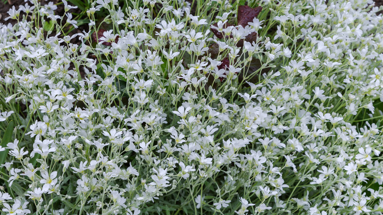 chickweed taking over a raised bed