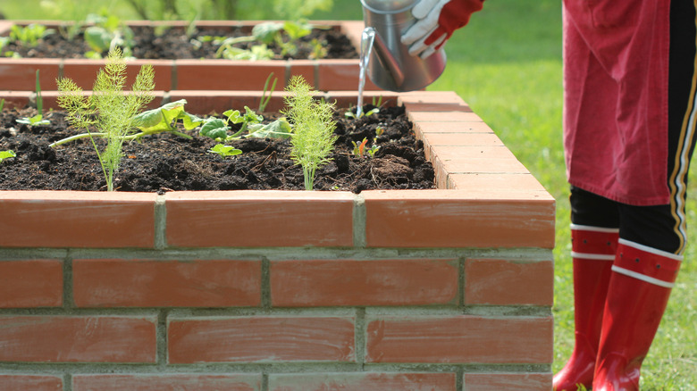 watering plants in a raised bed