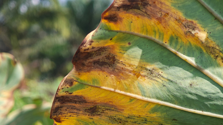 blight on leaf in garden
