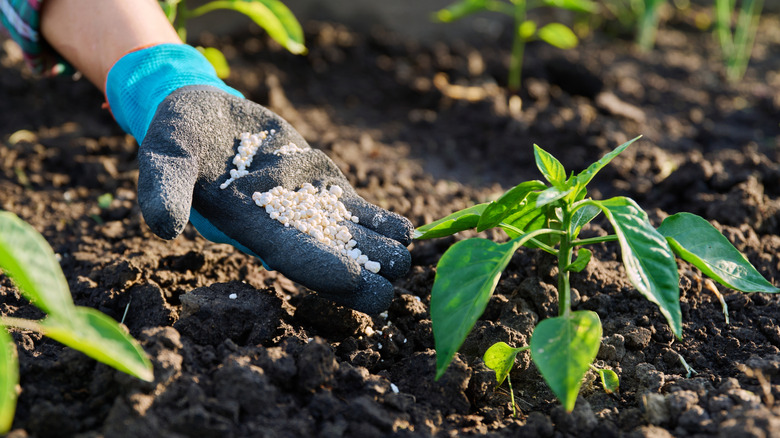 adding potassium to raised bed