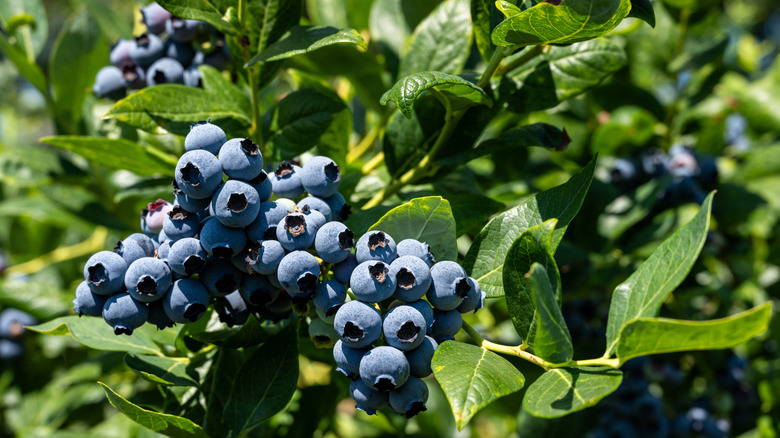 Closeup of a pile of blueberries