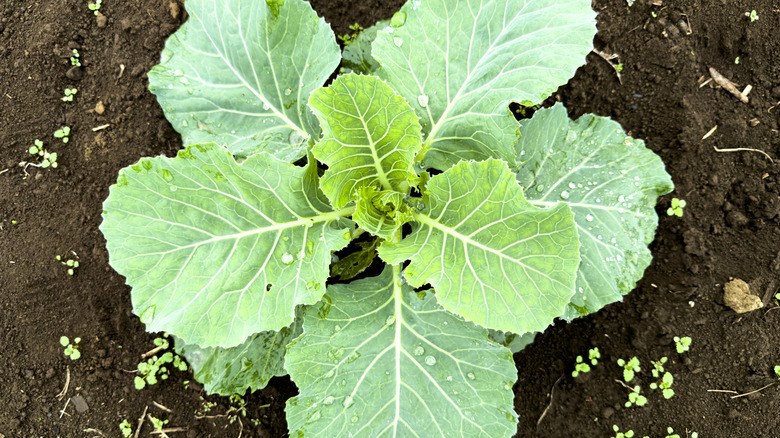 Top-down view of collard plant growing