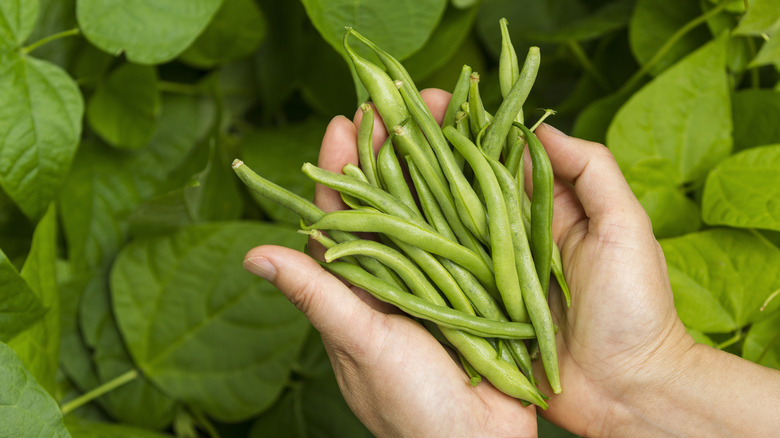 Closeup of green beans