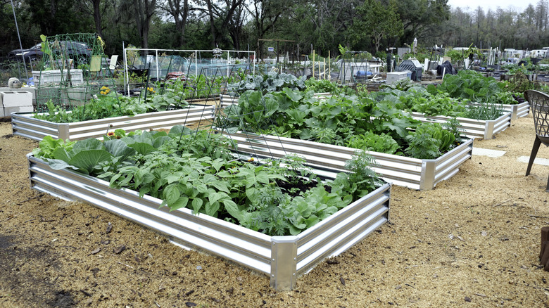 A vegetable garden in two metal garden beds