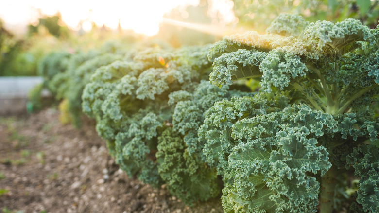 A wooden bowl of fresh kale