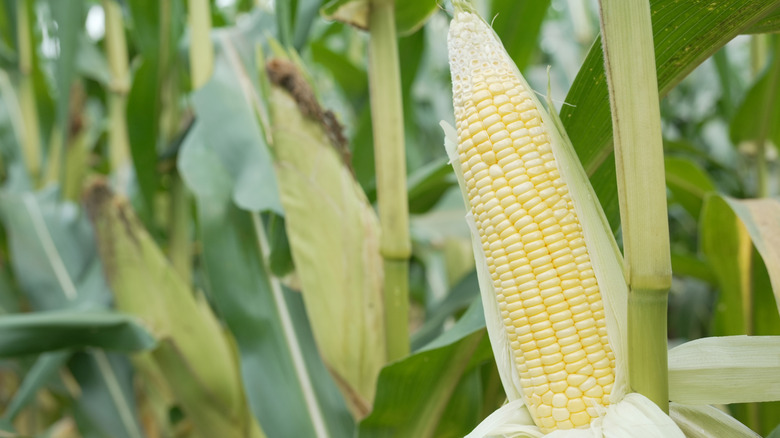 Partially husked corn cob growing in field