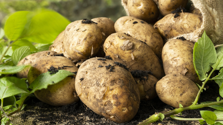 A pile of freshly picked potatoes