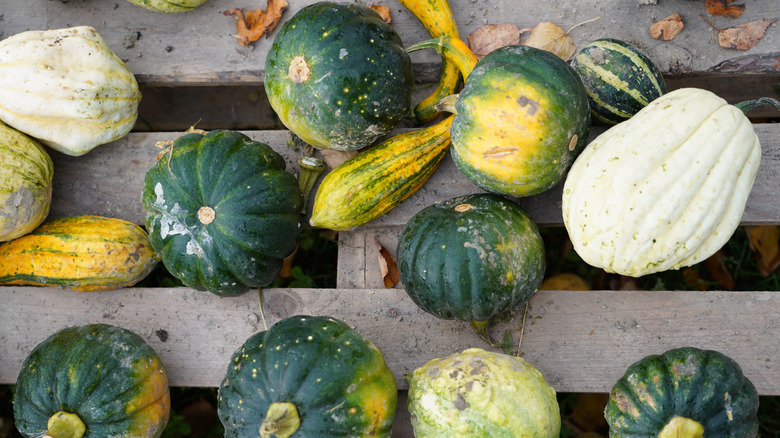 A mix of acorn squash and white pumpkins