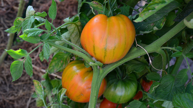Orange heirloom tomatoes on plant