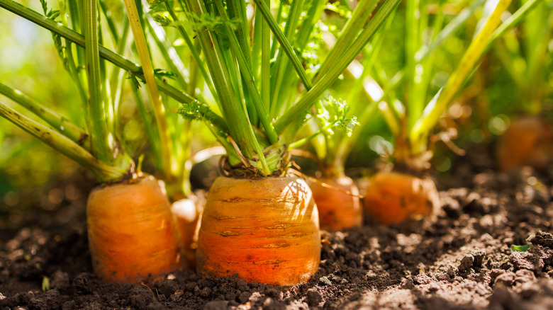 Tops of carrots poking out of the dirt