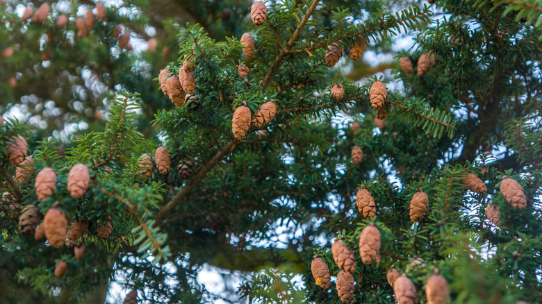 Closeup of an Eastern hemlock tree