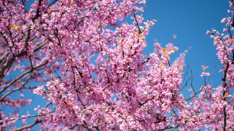 Closeup of pink blooms on Eastern redbud tree