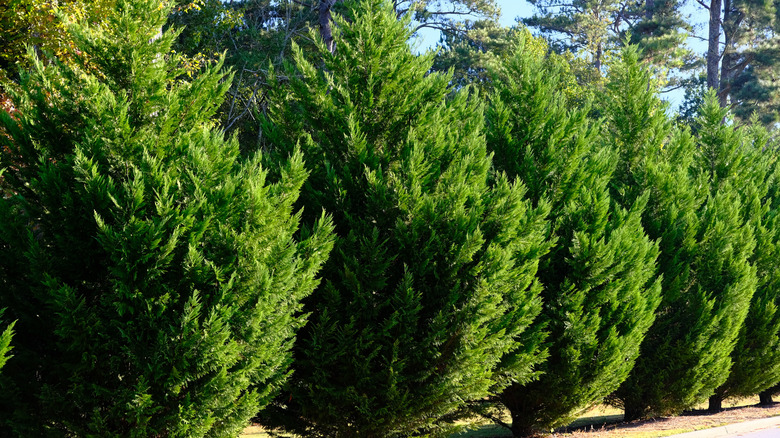 Closeup of line of Leyland cypress trees