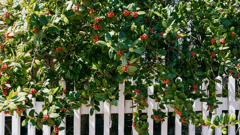 'Nellie R. Stevens' holly branches spilling over a white picket fence