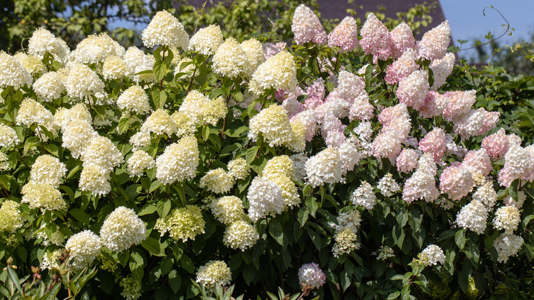 Clusters of blooms on panicle hydrangea trees