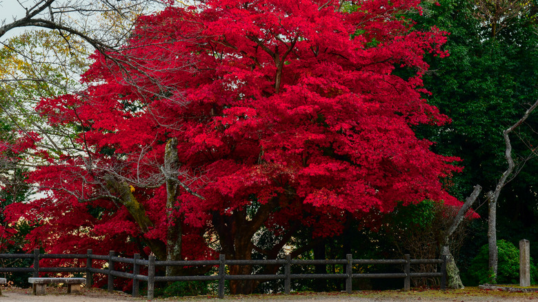 Bright red leaves on a maple tree