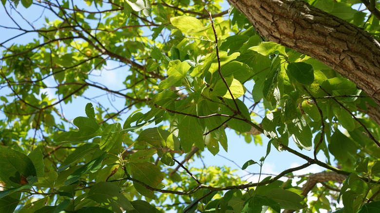 Underneath view of a sassafras tree