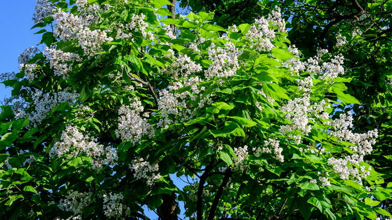 Closeup of white southern catalpa blooms