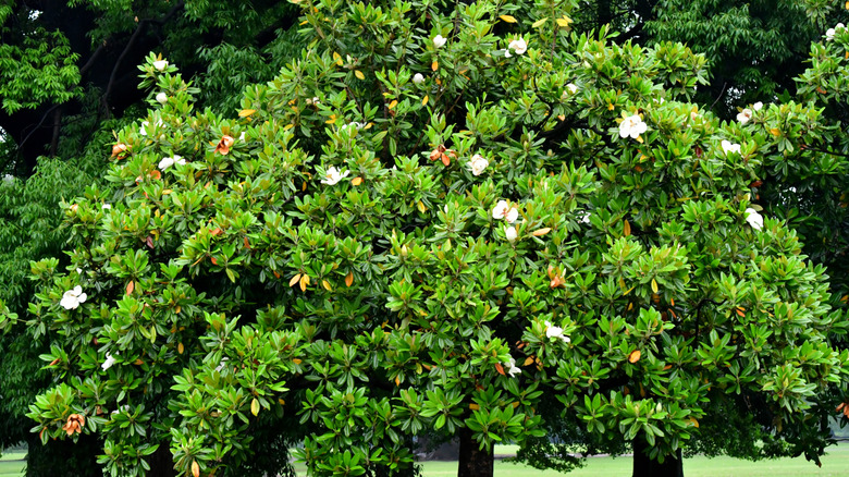 Closeup of a southern magnolia tree with white blooms