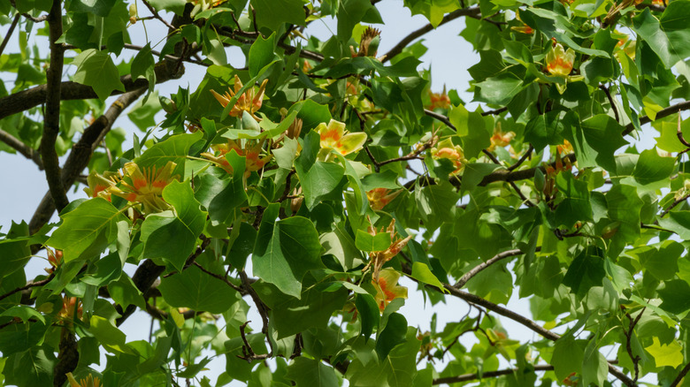 Closeup of yellow blooms on tuliptree branches