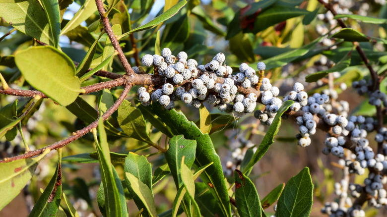 Closeup of wax myrtle branches with white berries