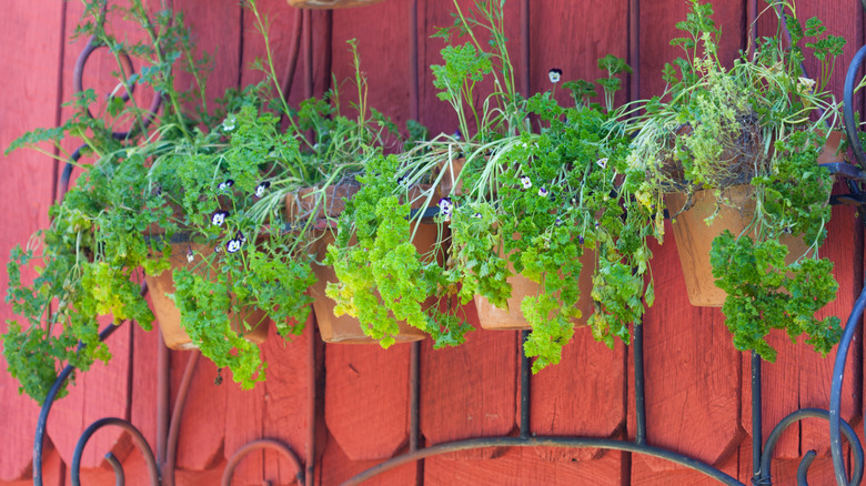 Several herbs and flowers in hanging planters