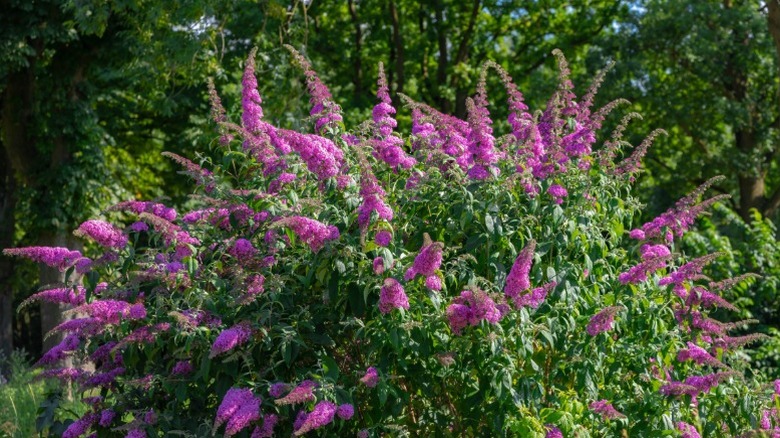A large butterfly bush with purple flowers.