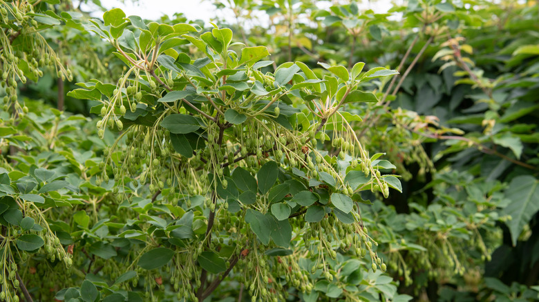 Closeup of the maleberry shrub