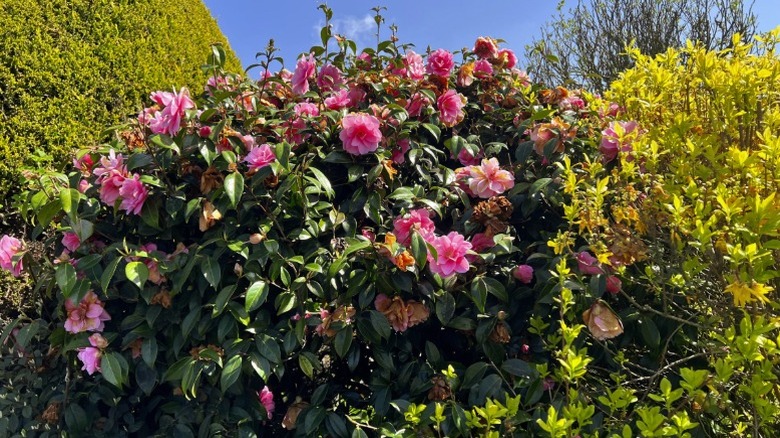 A camellia growing between other shrubs.