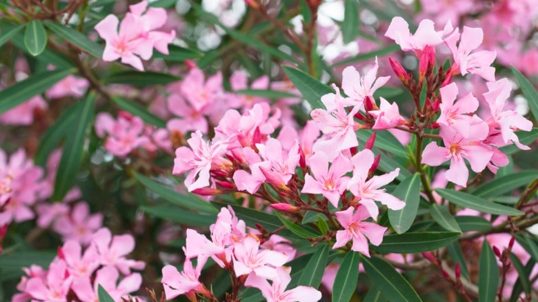 Closeup of light pink oleander flowers.