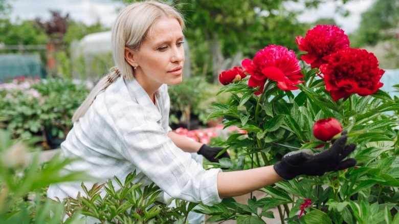 A woman tending to a red peony.