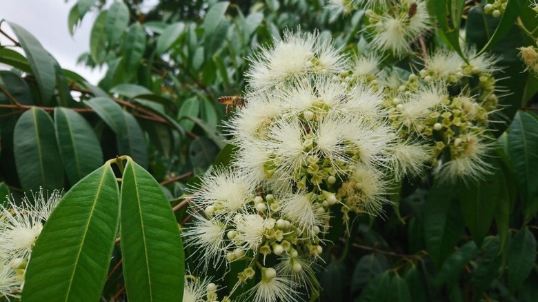 Closeup of the dainty, fluffy flowers of the white stopper.