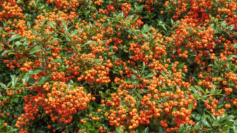 Bright berries on the firethorn shrub after flowering.
