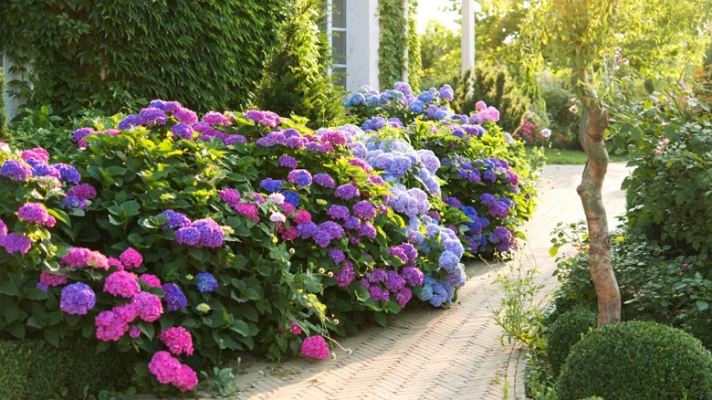 A lineup of pink, purple, and blue-flowered hydrangeas.