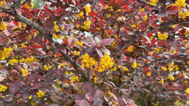 The yellow flower of Japanese barberry.
