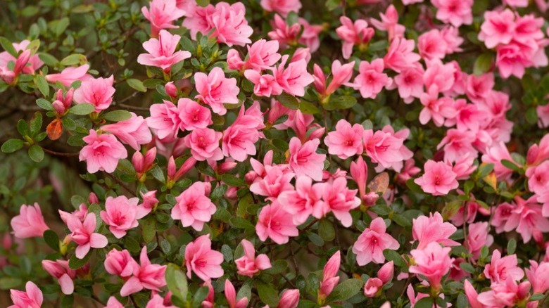 A closeup of Southern Indian azalea bush flowers.
