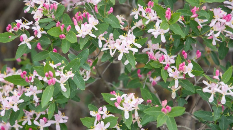 A closeup of Tartarian bush honeysuckle flowers.