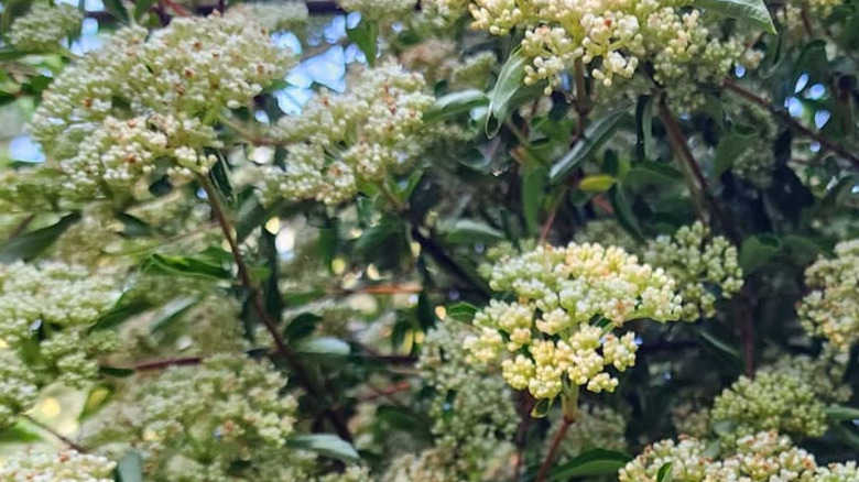 Closeup of the cream flowers of stinking viburnum