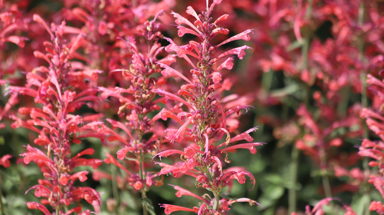 Deep pink anise hyssop blossoms grow in a large grouping in the sun.