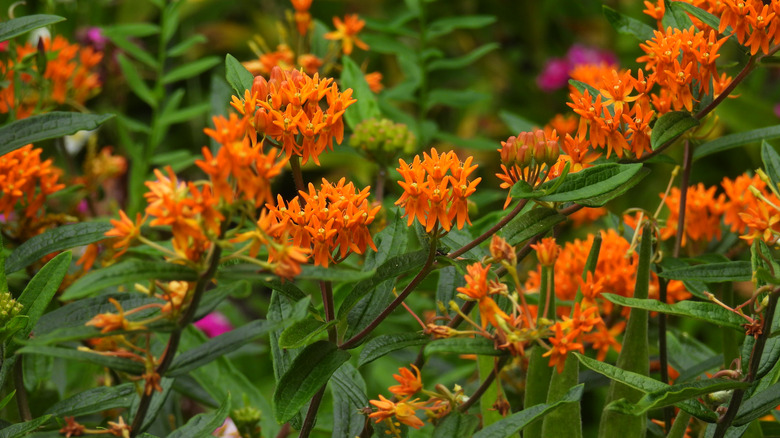 Orange butterfly weed flowers bloom in a garden.