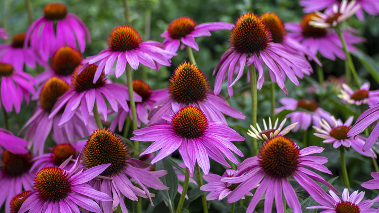 A group of purple coneflowers bloom in a garden.