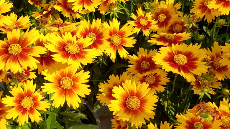 Red and yellow coreopsis flowers grow in a garden.