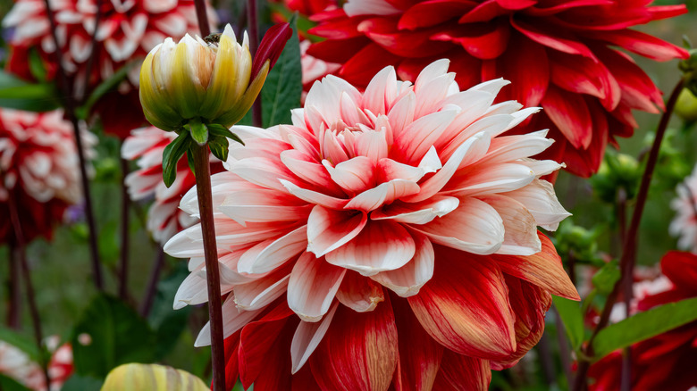 Red and white dahlia blossoms grow in the sun.