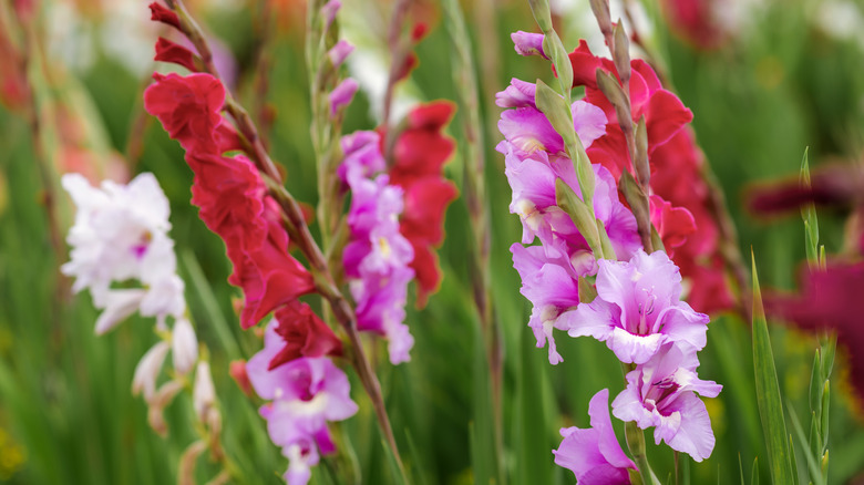 Red, pink, and white gladiolus blossoms grow in the sun.