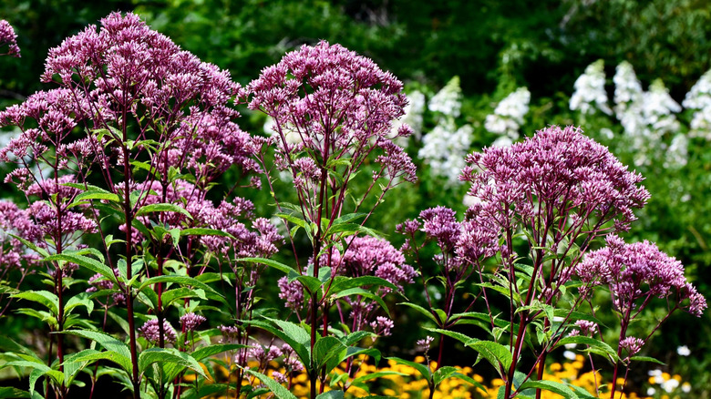 Tall Joe Pye weed flowers grow in the garden.