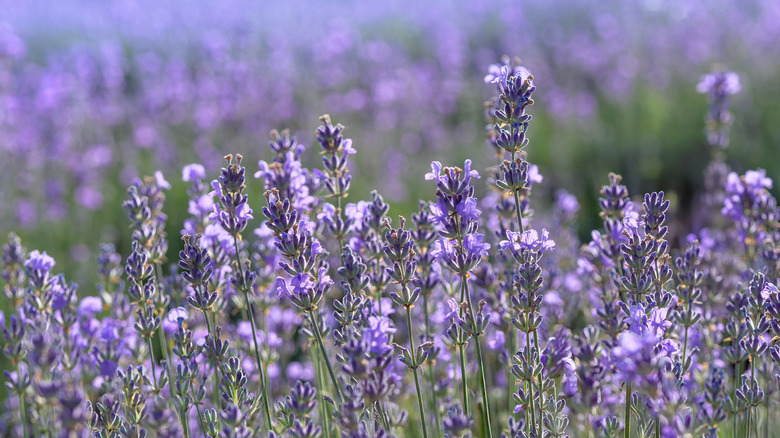 A field of lavender grows under the sun.