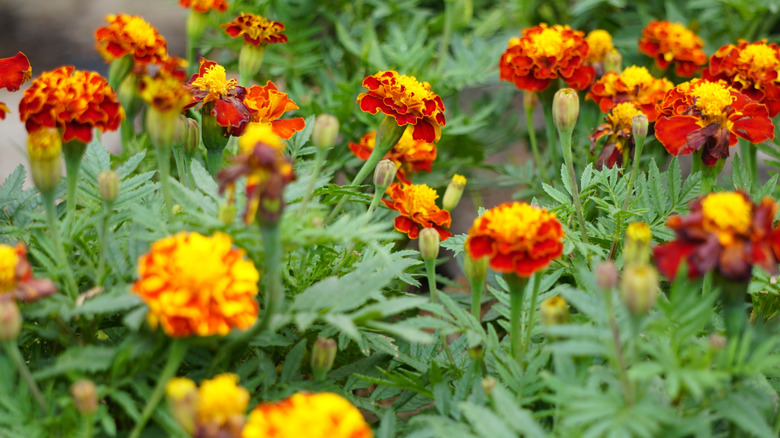 Red and yellow marigold blossoms grow in the sun.